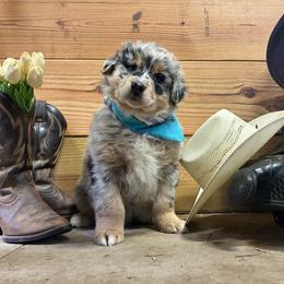 Red Collar Boy - Blue merle male Australian Shepherd puppy in Van Wert, Ohio from Northwest Ohio Aussies