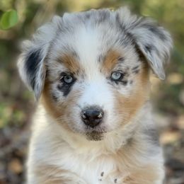 Coulson (Now Shaggy!), Blue Merle Male - Blue merle Miniature Australian Shepherd puppy in Ocala, Florida from Silver River Mini Aussies