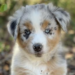 Coulson (Now Shaggy!), Blue Merle Male - Blue merle Miniature Australian Shepherd puppy in Ocala, Florida from Silver River Mini Aussies