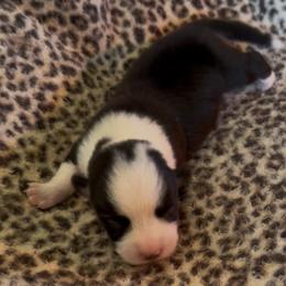 Tri Female 1 - Black and tan female Pembroke Welsh Corgi puppy in Weatherford, Texas from Flyin H Corgi’s