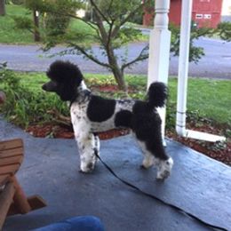 Panda - Poodle