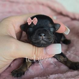 Nevaeh - Black and tan female Yorkshire Terrier puppy in Greenwood County, South Carolina from TCB Yorkies
