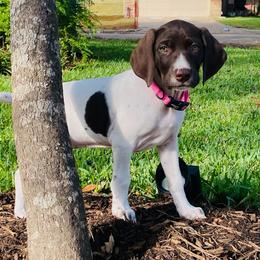 German Shorthaired Pointer Puppies from Tipsy Rabbit GSP TopDog Kennel