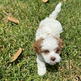 Cavapoo and Shihpoo Puppies from Haus of Doodles