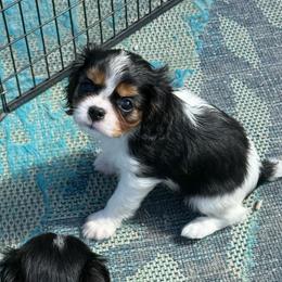 Chica - Tri-color female Cavalier King Charles Spaniel puppy in Spring Hill, Florida from Stardom Chihuahuas & CKCS