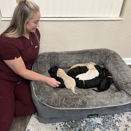 Cavapoo, Cockapoo, Goldendoodle, and Poodle Puppies from Clad Doodles