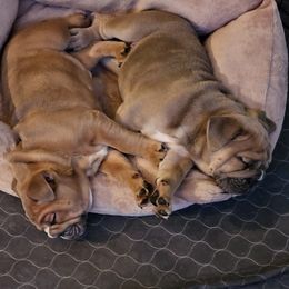 Bulldog Puppies from Illinois Bullies Kennel