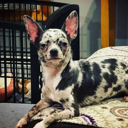 Stella - Chihuahua