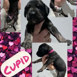 Cupid - Black female Great Dane puppy in Wellsville, New York from Prophecy Danes