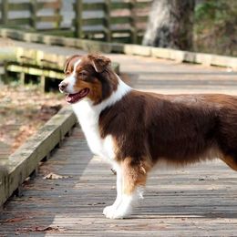 Lily - Australian Shepherd