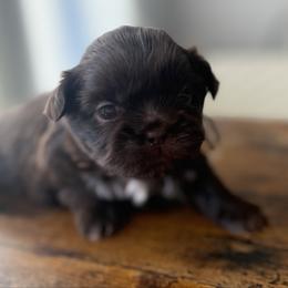 Lt blue - Liver male Shih Tzu puppy in Berkeley Springs, West Virginia from Sandridge Shih Tzus