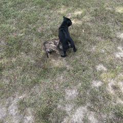 Vietnamese Phu Quoc Ridgeback Puppies from Phu Quoc Ridgebacks of Mississippi