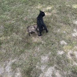 Vietnamese Phu Quoc Ridgeback Puppies from Phu Quoc Ridgebacks of Mississippi