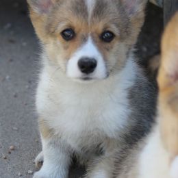 American Corgi, French Bulldog, and Pembroke Welsh Corgi Puppies from Moonstone Corgis & Frenchies
