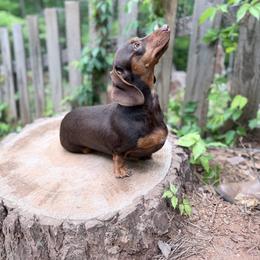 Princess - Dachshund