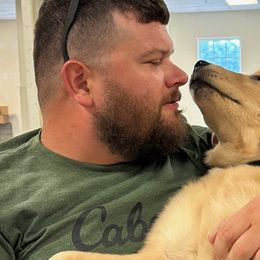 Golden Retrievers from Aveline Goldens