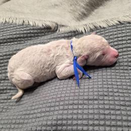 Sailor - Cream male Goldendoodle puppy in Summerfield, North Carolina from Lila's Teddybear Goldendoodles
