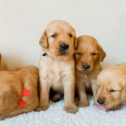 Golden Retrievers from Tori Gillit
