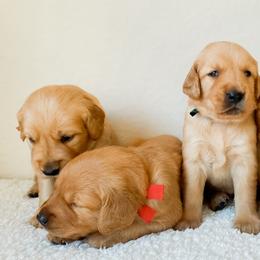 Golden Retrievers from Tori Gillit