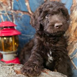 (MJ) Michael Jackson - Chocolate male Labradoodle puppy in Lansing, North Carolina from Murphy Manor Mountain Doodles