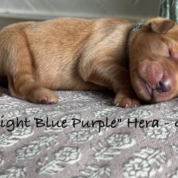 Hera - Dark golden female Golden Retriever puppy in Weston, Missouri from Love is Golden