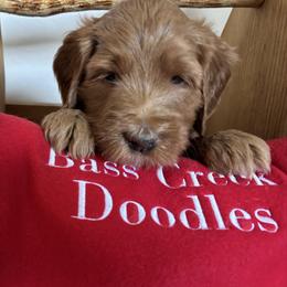 Carol Burnett - red color - Red  female Goldendoodle puppy in Chino Valley, Arizona from Bass Creek Doodles