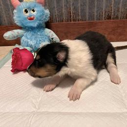 Collie Puppies from A/K Rough Collies