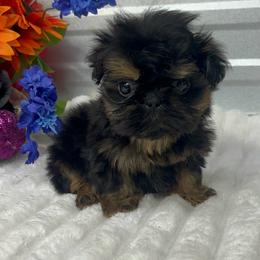 Waffle - Black and tan male Shih Tzu puppy in Elgin, South Carolina from Silver Bells Paw Prints