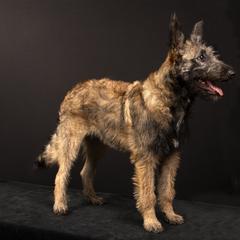 Belgian Laekenois Puppies from Kettle Moraine Laekenois Wisconsin