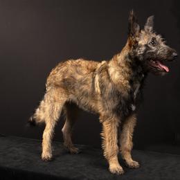 Belgian Laekenois Puppies from Kettle Moraine Laekenois Wisconsin