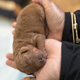 Ruby - Red male Cavapoo puppy in Raytown, Missouri from Ginger Doodle Babies