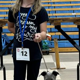 Italian Greyhound and Miniature Pinscher All Grown Up from White Stone Ranch