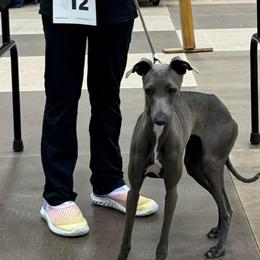 Italian Greyhound and Miniature Pinscher All Grown Up from White Stone Ranch