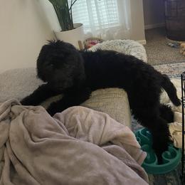 Bernedoodle and Goldendoodle All Grown Up from A.N.A. Doodles