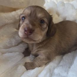 Violet - Cream female Dachshund puppy in Yacolt, Washington from Cassiopeia Doxies
