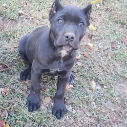 Girl 2 - Black female Cane Corso puppy in Thaxton, Virginia from Fortune Star Ultimate K9s