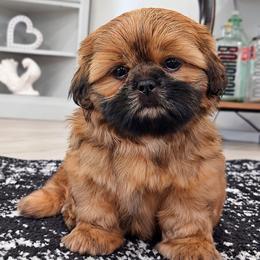 ARCHIE - Red male Shih Tzu puppy in Las Vegas, Nevada from Beirin Breige Shih Tzus