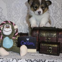 Pembroke Welsh Corgi Puppies from Rhone River Farm Pembroke Welsh Corgis