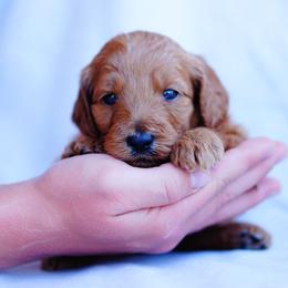 Goldendoodle and Labradoodle Puppies from Doodle Love