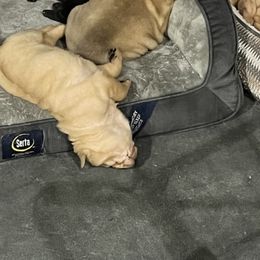 Chinese Shar-Pei puppies from Shar Pei Love