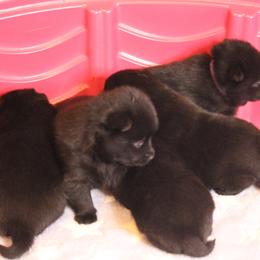 Schipperke Puppies from Walking Hart Schipperkes
