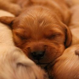 Golden Retrievers from Oak Hill Kennels