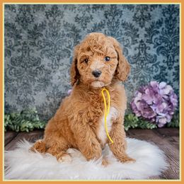 Kelly - Red  female Goldendoodle puppy in Connersville, Indiana from Deaz Doodle Ranch