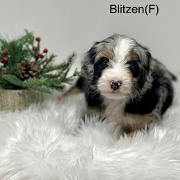 Blitzen - female Australian Mountain Doodle puppy in Sterling, Colorado from North 40 Doodles