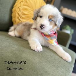 Aussiedoodle, Bernedoodle, and Sheepadoodle Puppies from DeAnna’s Doodles
