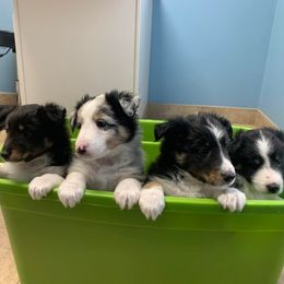 Shetland Sheepdogs from Shonna's Shelties