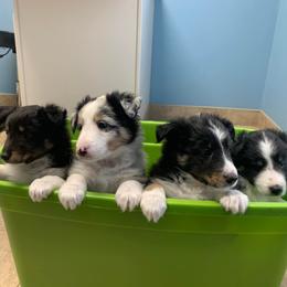 Shetland Sheepdogs from Shonna's Shelties
