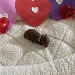 Grey - Red  male Poodle puppy in Bakersfield, California from Pups and Paws Toy Poodles