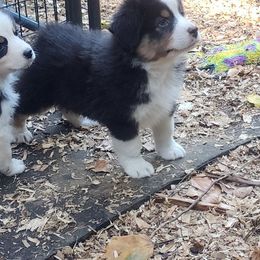 Australian Shepherd and Golden Retriever Puppies from Barking Creek Ranch