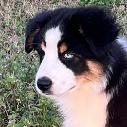 Boy 3 - Miniature Australian Shepherd puppy from L Bar W Aussie Ranch